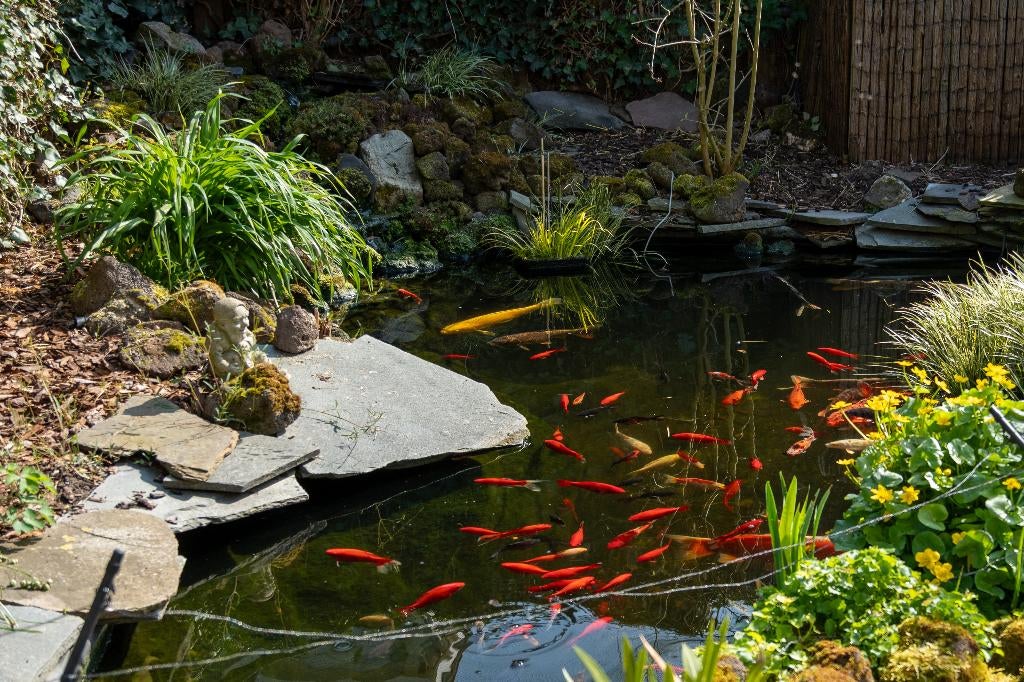 vijvervissen, Karper of Koi