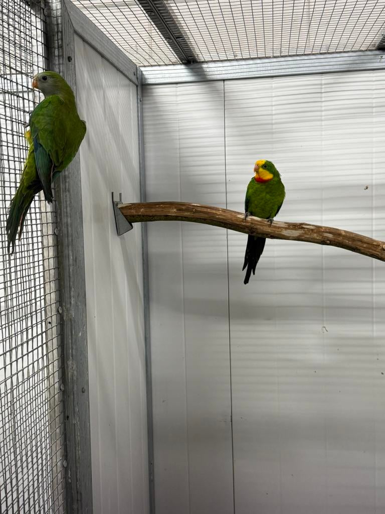 1-1 baraband parkieten, Dieren en Toebehoren, Meerdere dieren, Parkiet