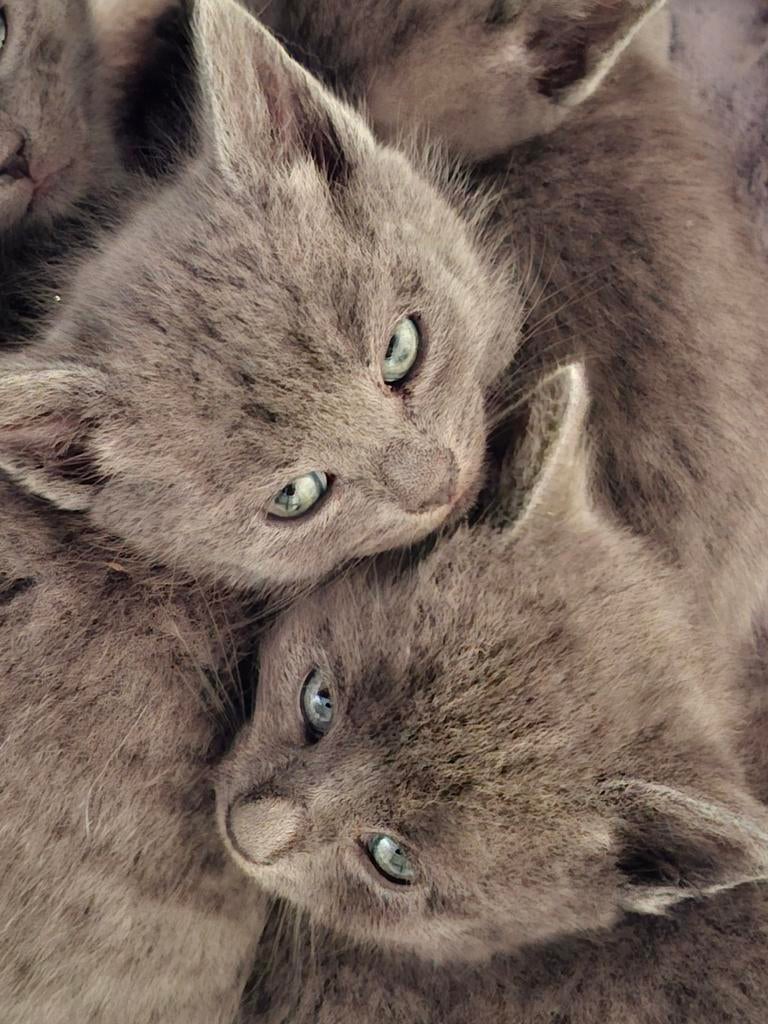 Prachtige kruising kittens te koop!, Dieren en Toebehoren, Katten en Kittens | Overige Katten, Meerdere dieren