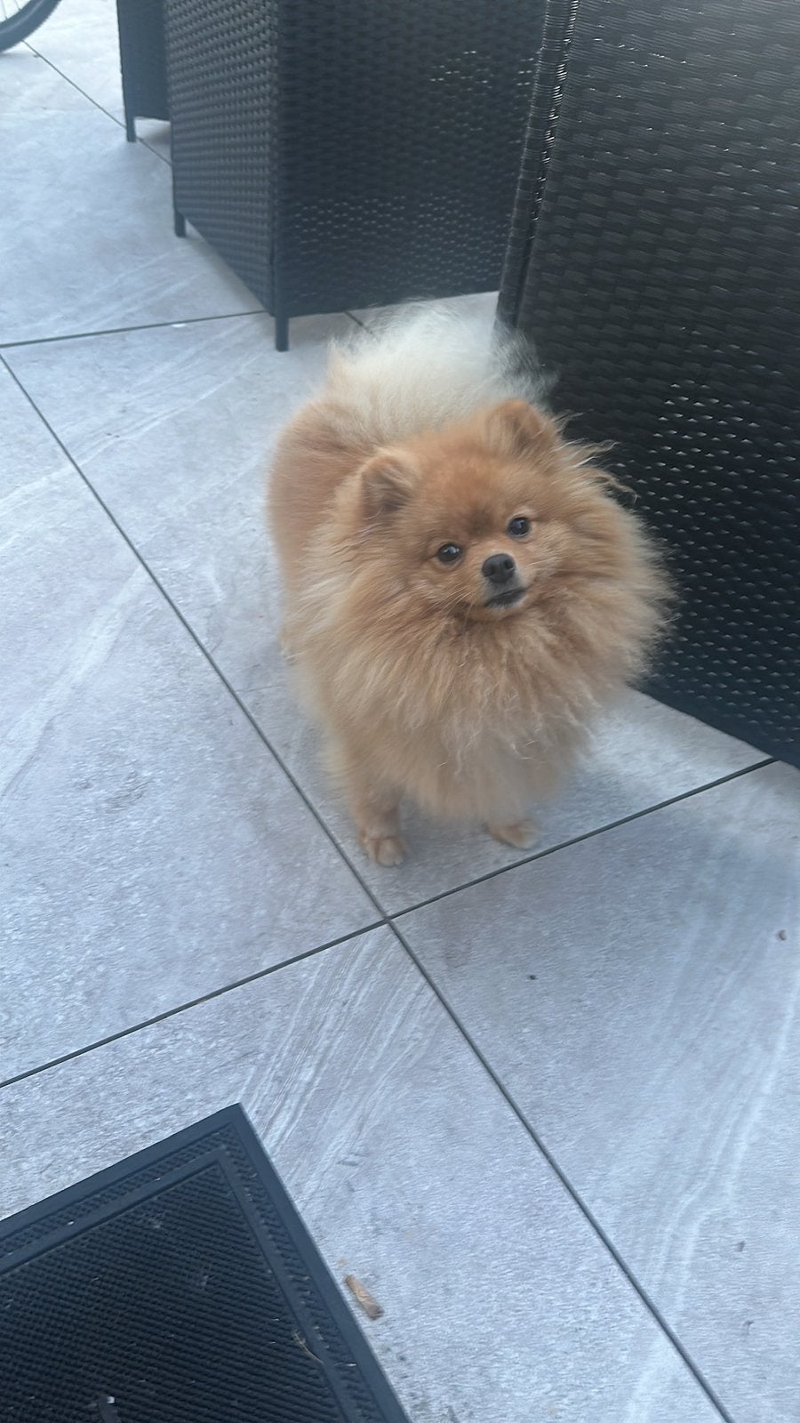 Lieve baasje gezocht voor Pommeriaan, Particulier, Reu, 1 tot 2 jaar, Buitenland