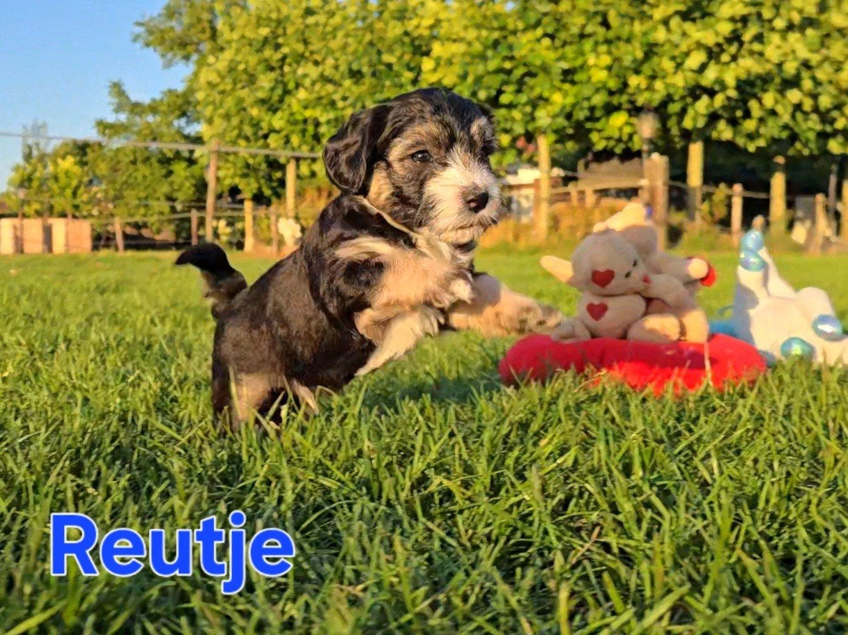 🥰 9 Prachtige Maltipoo pups! Unieke kleuren 🐶, Parvo, Overige rassen, 8 tot 15 weken, Meerdere