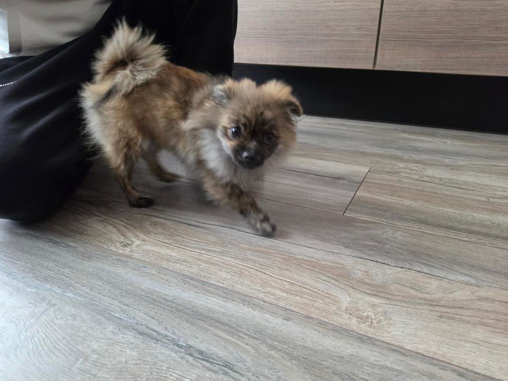 Super lief pomeriaan teefje, Dieren en Toebehoren, 15 weken tot 1 jaar, Overige rassen, Teef, Parvo