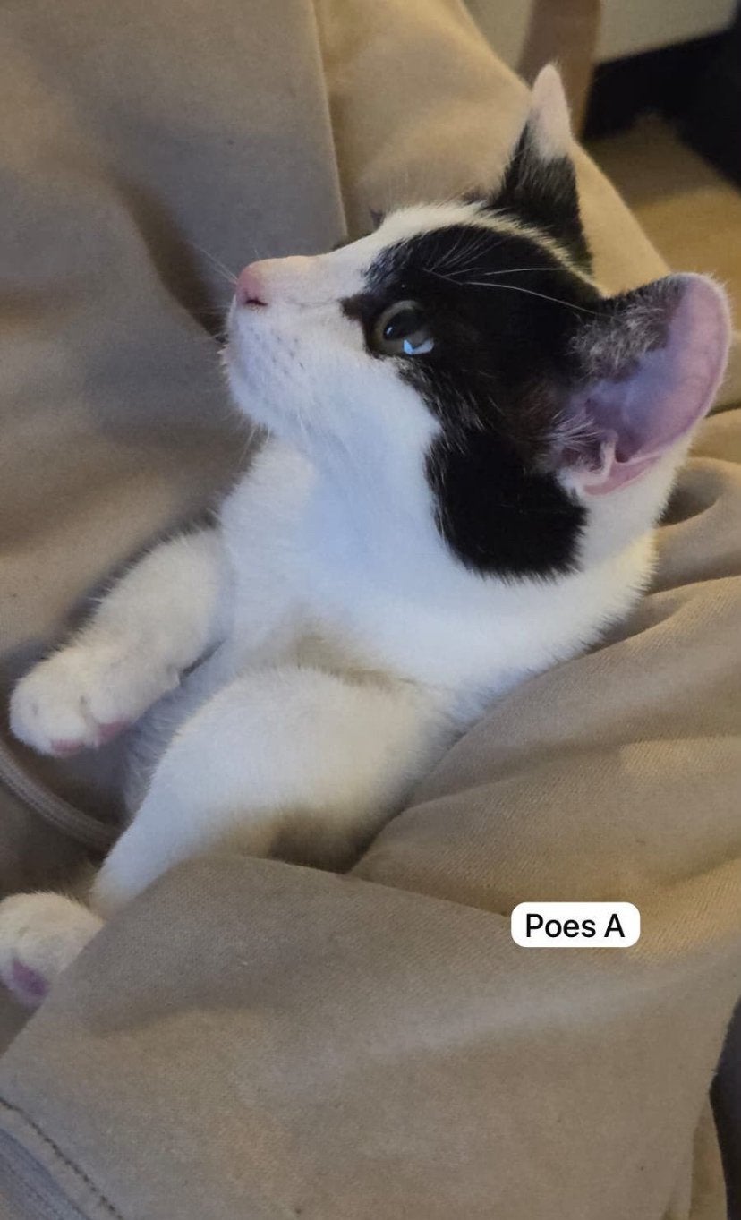 Kittens te koop!, Dieren en Toebehoren, Poes, Gechipt