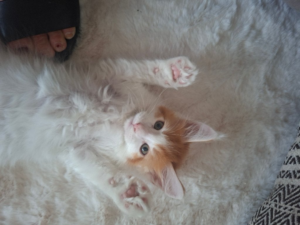 Maine coon, Kater, Gechipt, 0 tot 2 jaar