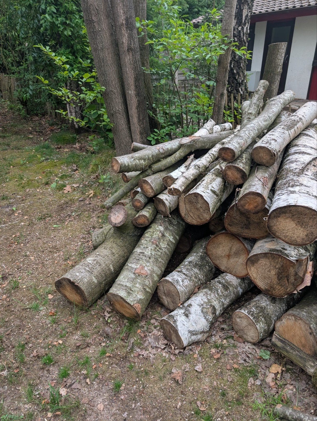 Haardhout - Berkenhout en overige houtsoorten, 3 tot 6 m³, Ophalen, Berkenhout, Stammen