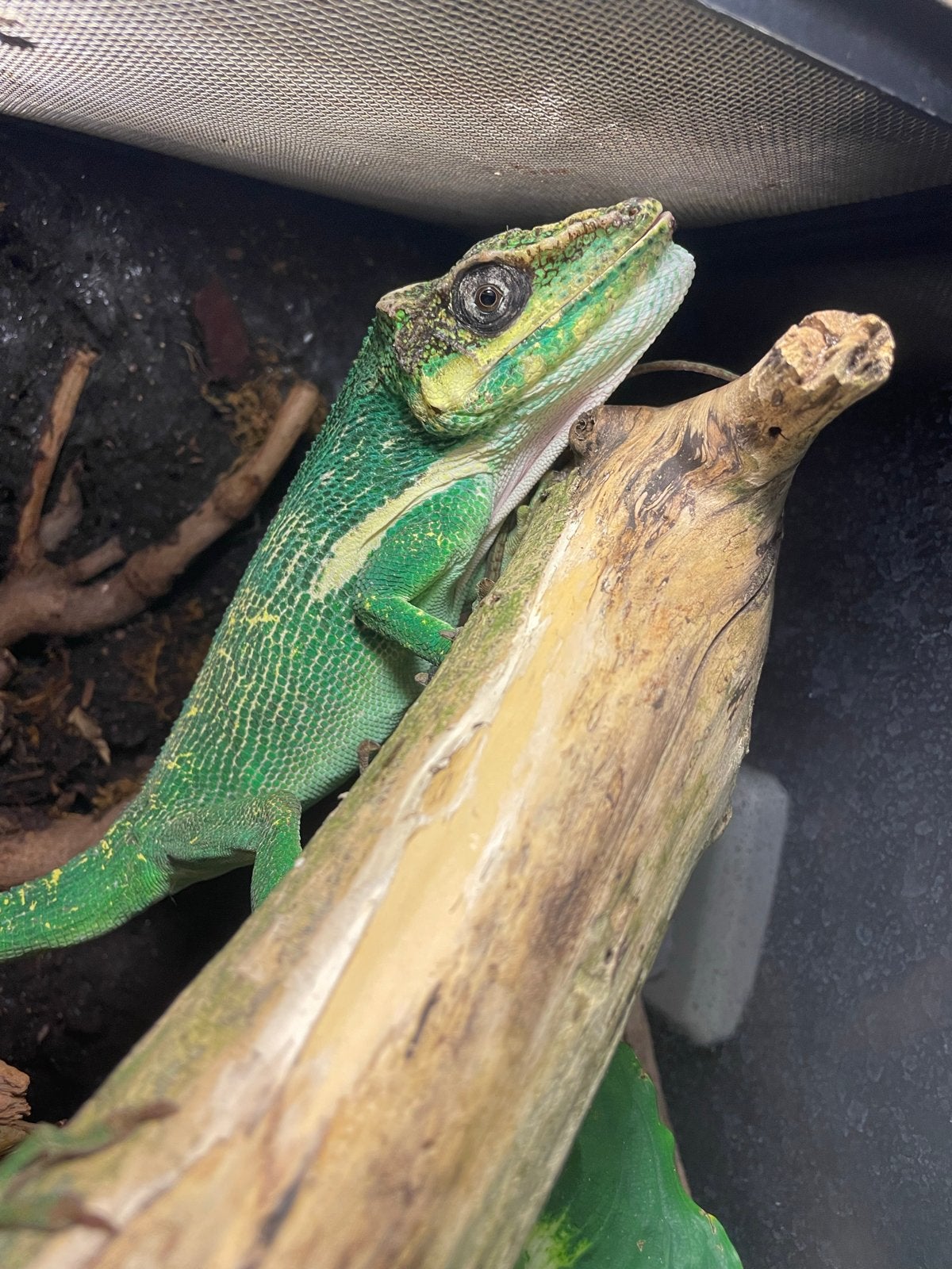 Anolis equestris 1.1, Dieren en Toebehoren, Hagedis, 0 tot 2 jaar