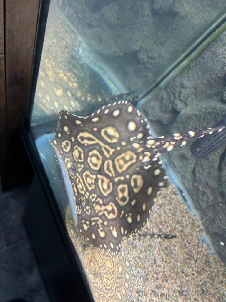 Potamotrygon Leopoldi black diamond, Dieren en Toebehoren, Vissen | Aquariumvissen, Vis