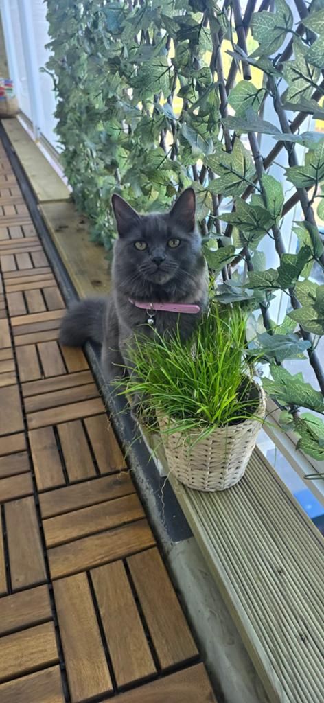 Siberische poes, hypoallergeen, Poes, Gechipt, 0 tot 2 jaar