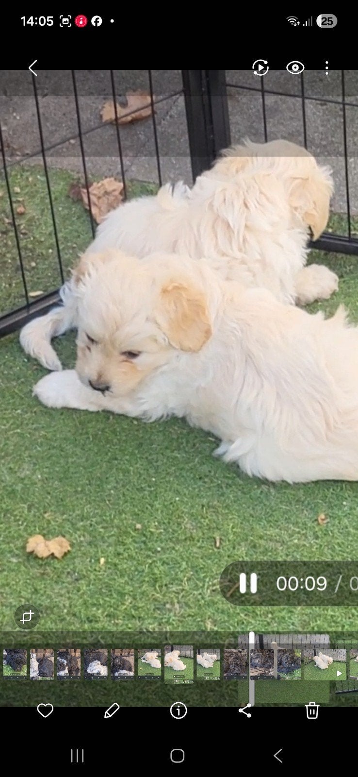 Foto 3 van Bordoodle unieke pups abrikoos en zwart