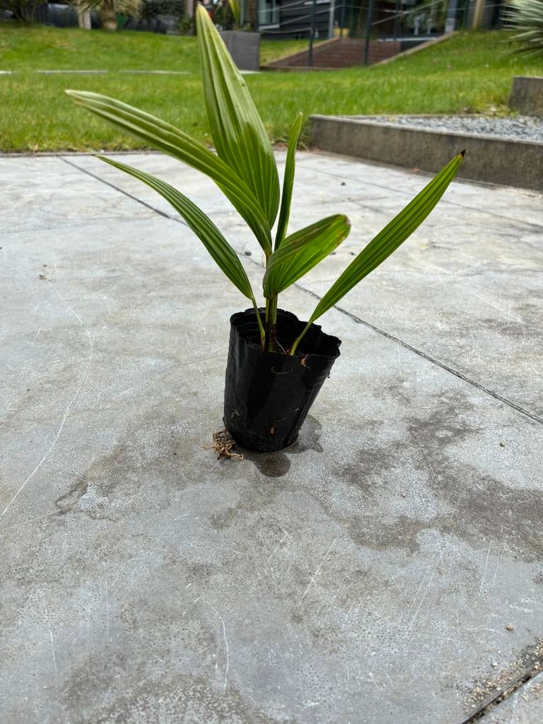 Chinese waaierpalm, Tuin en Terras, Planten | Bomen, Volle zon, Ophalen of Verzenden, Minder dan 100 cm, Zomer