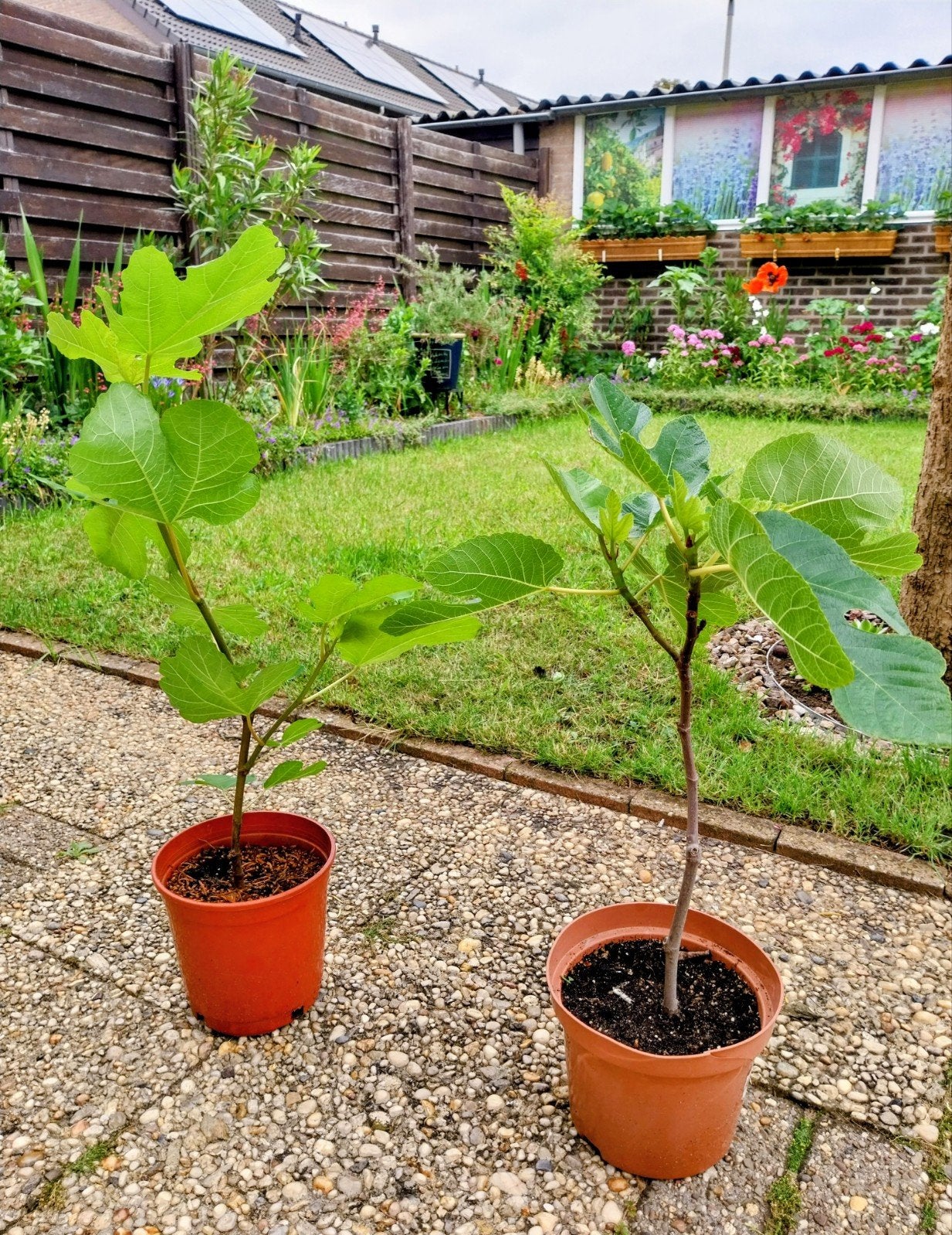 Vijgenboom stekken - +/- 60 cm hoog, Tuin en Terras, Planten | Tuinplanten, Ophalen, Volle zon, Vaste plant, Zomer