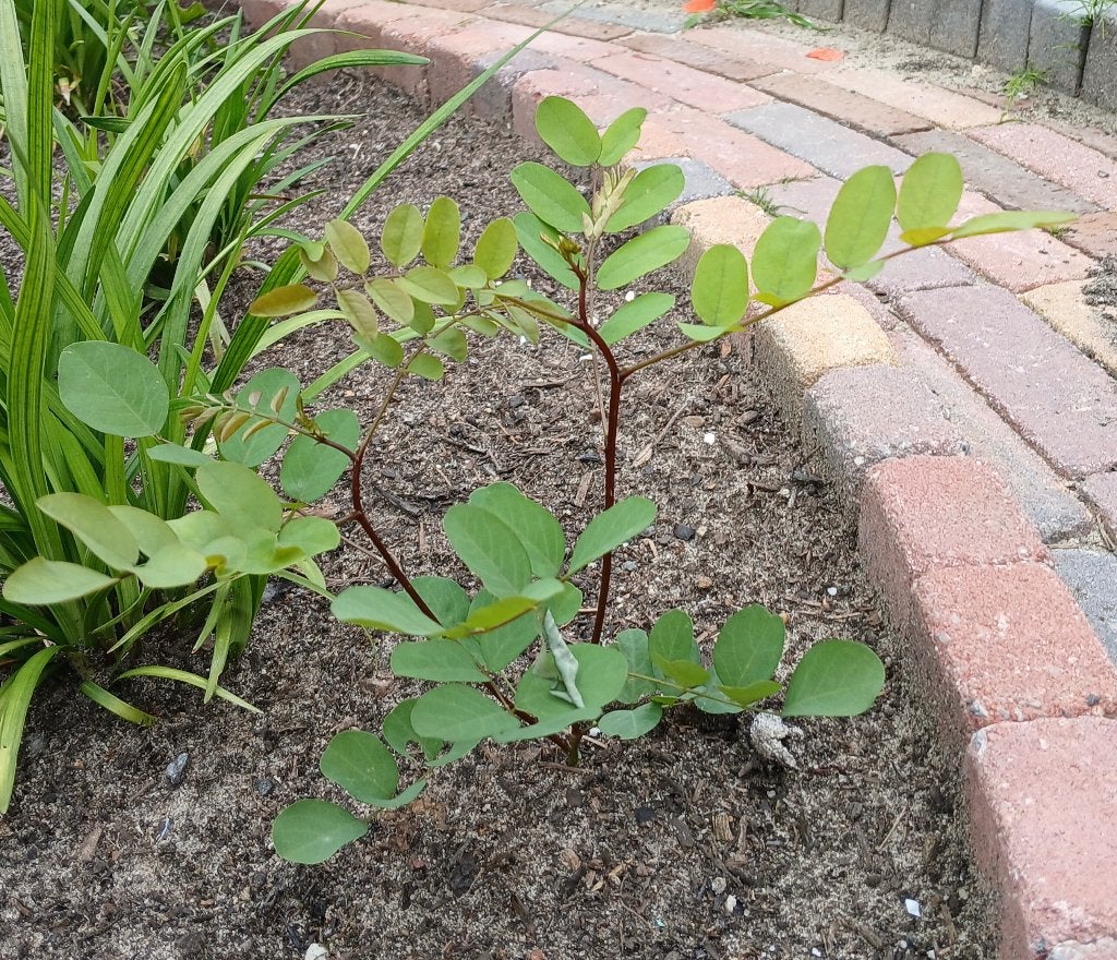 Plantenstekken valse accacia, robinia pseudoacacia altdorf, Volle zon, Vaste plant, Lente, Ophalen