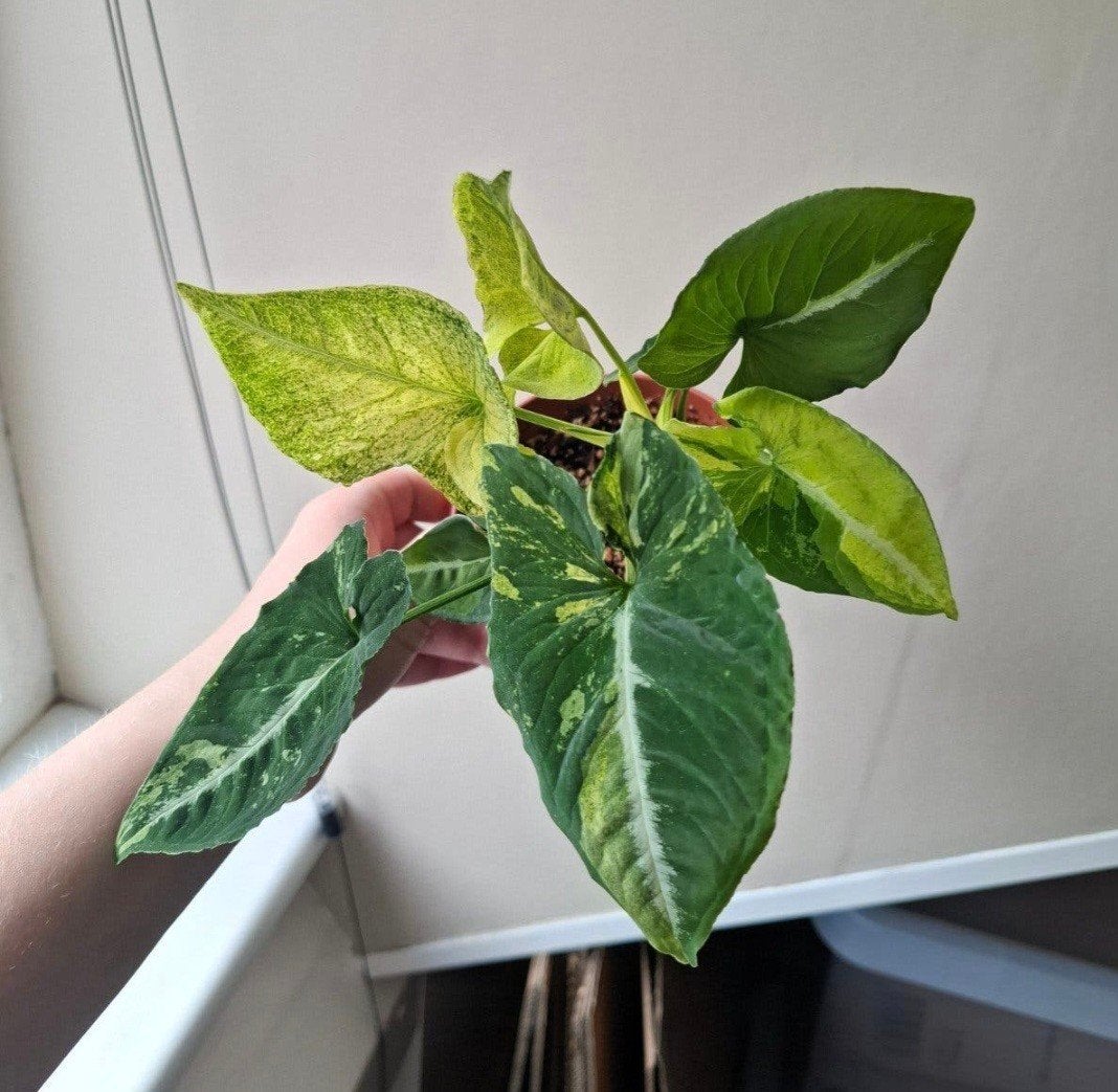 Syngonium Scrambled Eggs, Ophalen of Verzenden, Halfschaduw, Minder dan 100 cm