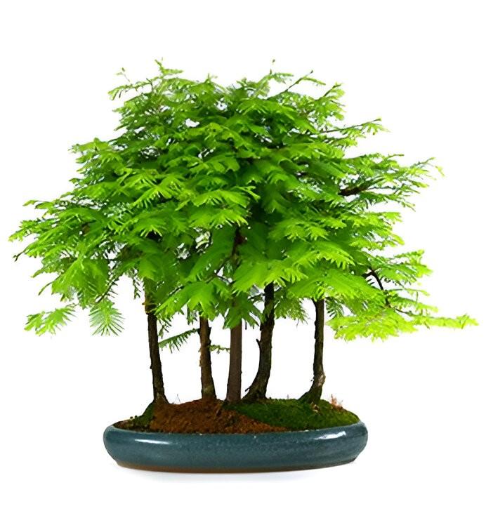 Metasequoia bonsai zaadjes, winterhard, Ophalen of Verzenden, Halfschaduw, Zaad