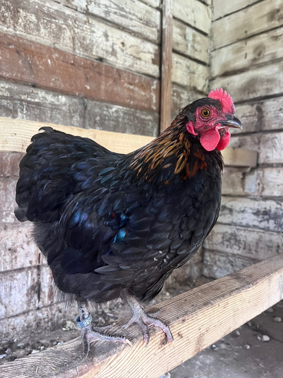 Mooie orpington kriel haan, Dieren en Toebehoren, Pluimvee, Mannelijk, Kip