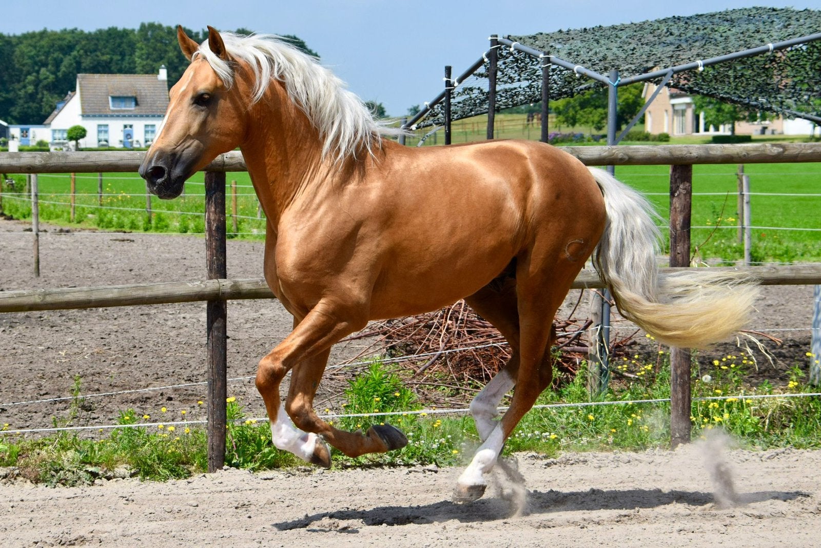 Wonderschone PRE hengst zonder streken castratie inbegrepen., Met stamboom, Dressuurpaard, 3 tot 6 jaar, L