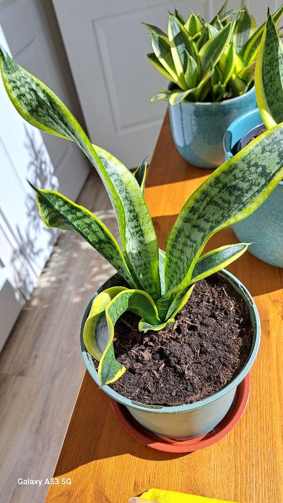 Dwerg Sanseveria, Ophalen, Vetplant, Halfschaduw, Minder dan 100 cm