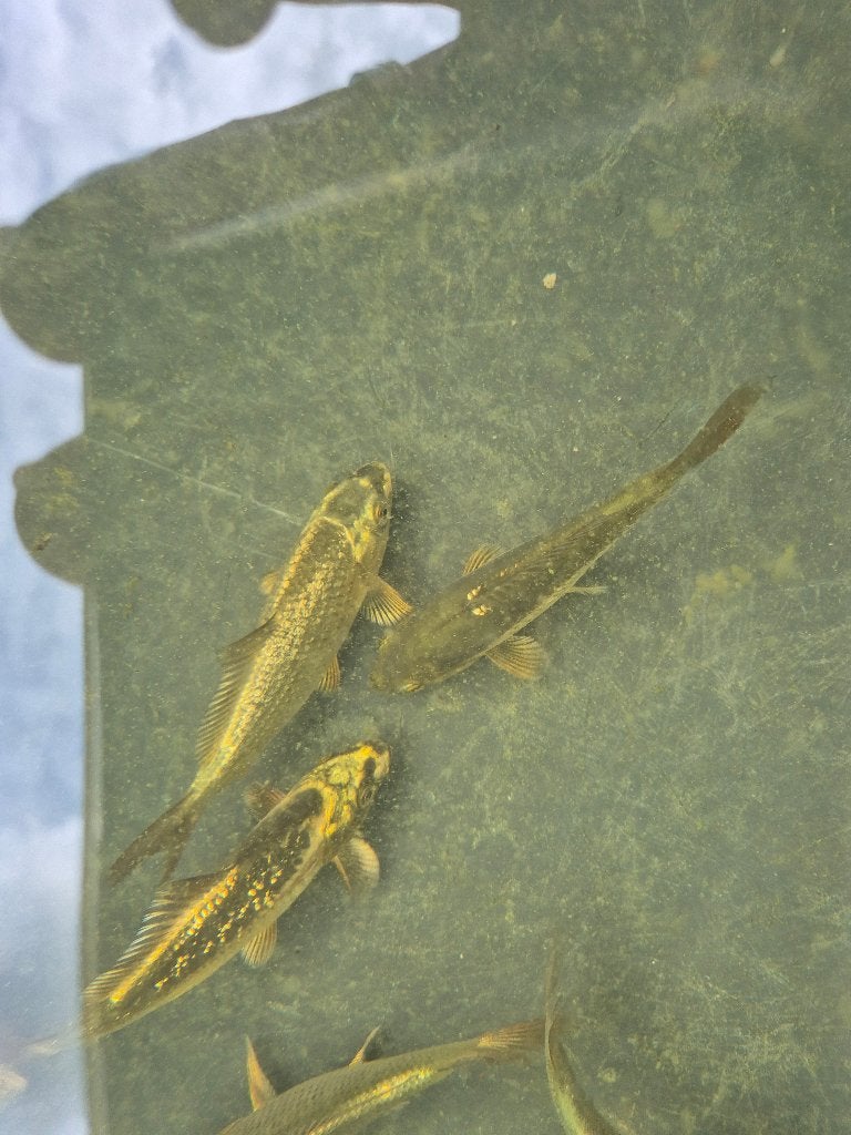 Koikarpers, Dieren en Toebehoren, Karper of Koi
