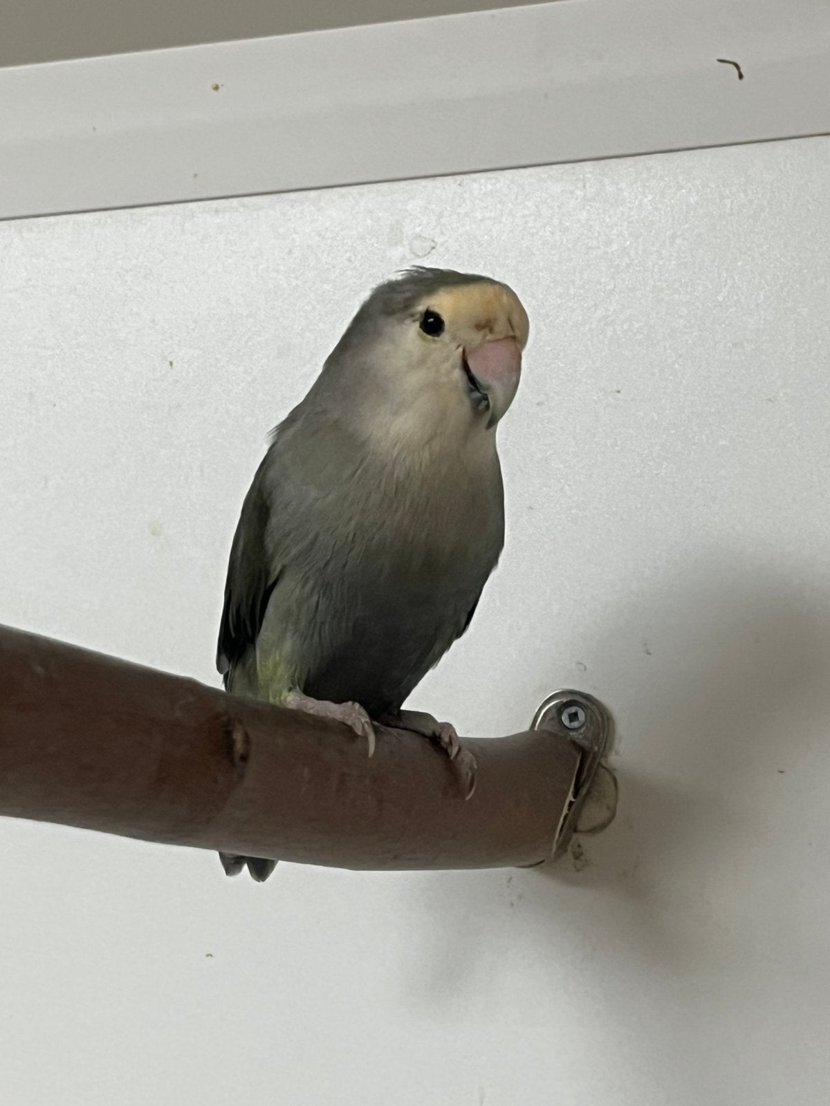 Agapornis roseicollis. Grijs., Dieren en Toebehoren, Vrouwelijk, Dwergpapegaai of Agapornis