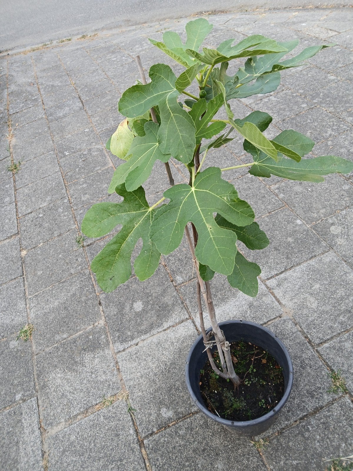 vijgenboom Pingo De Mel, 80cm, Tuin en Terras, Planten | Fruitbomen, Ophalen, Volle zon, Herfst, Vijgenboom