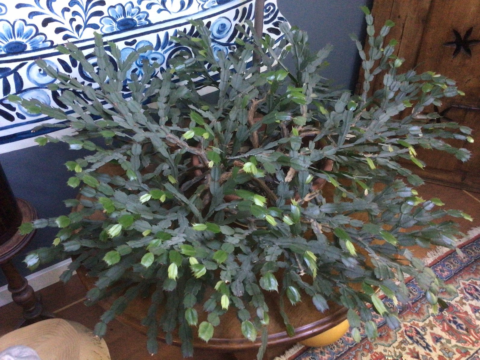 Grote lidcactus, kerstcactus, 1 m doorsnee, rode bloemen, Huis en Inrichting, Ophalen, Vetplant, Halfschaduw, In pot