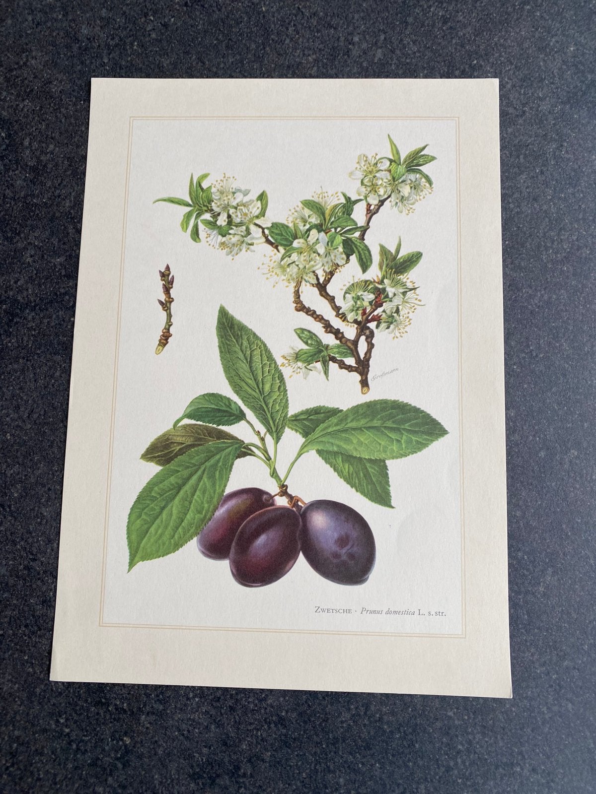 10 prenten struiken/bomen 19x27 samen 20 euro oa maretak, Ophalen of Verzenden, Natuur en Biologie