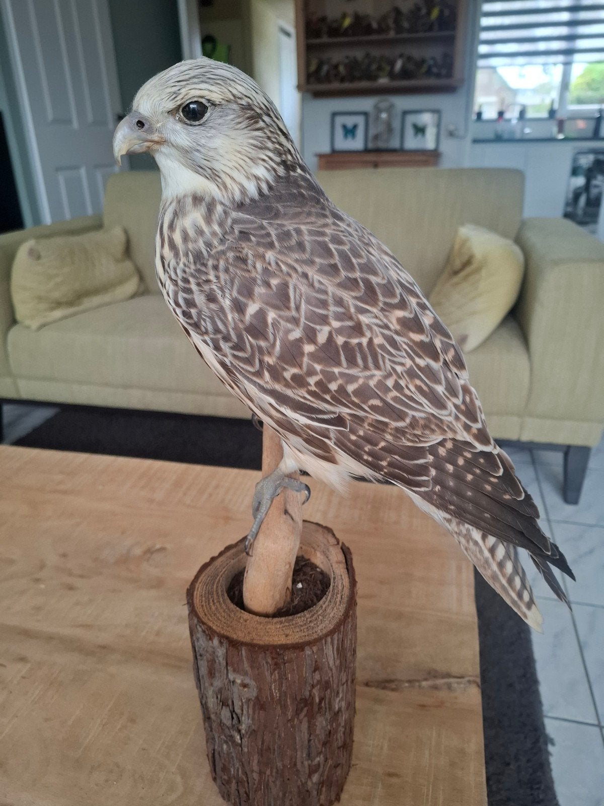 te koop: opgezette giervalk, Verzamelen, Ophalen, Nieuw, Vogel, Opgezet dier