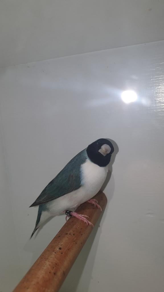 Zwartkop witborst blauw & spl. blauw gouldamadines te ruil., Dieren en Toebehoren, Meerdere dieren, Tropenvogel, Geringd