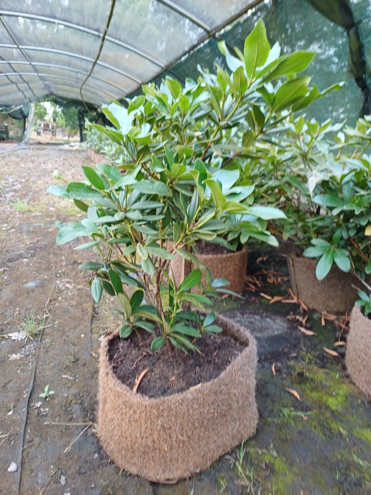 Rhododendron 'Cunningham's White' in kokospot, Overige soorten, Vaste plant, Ophalen of Verzenden, Halfschaduw