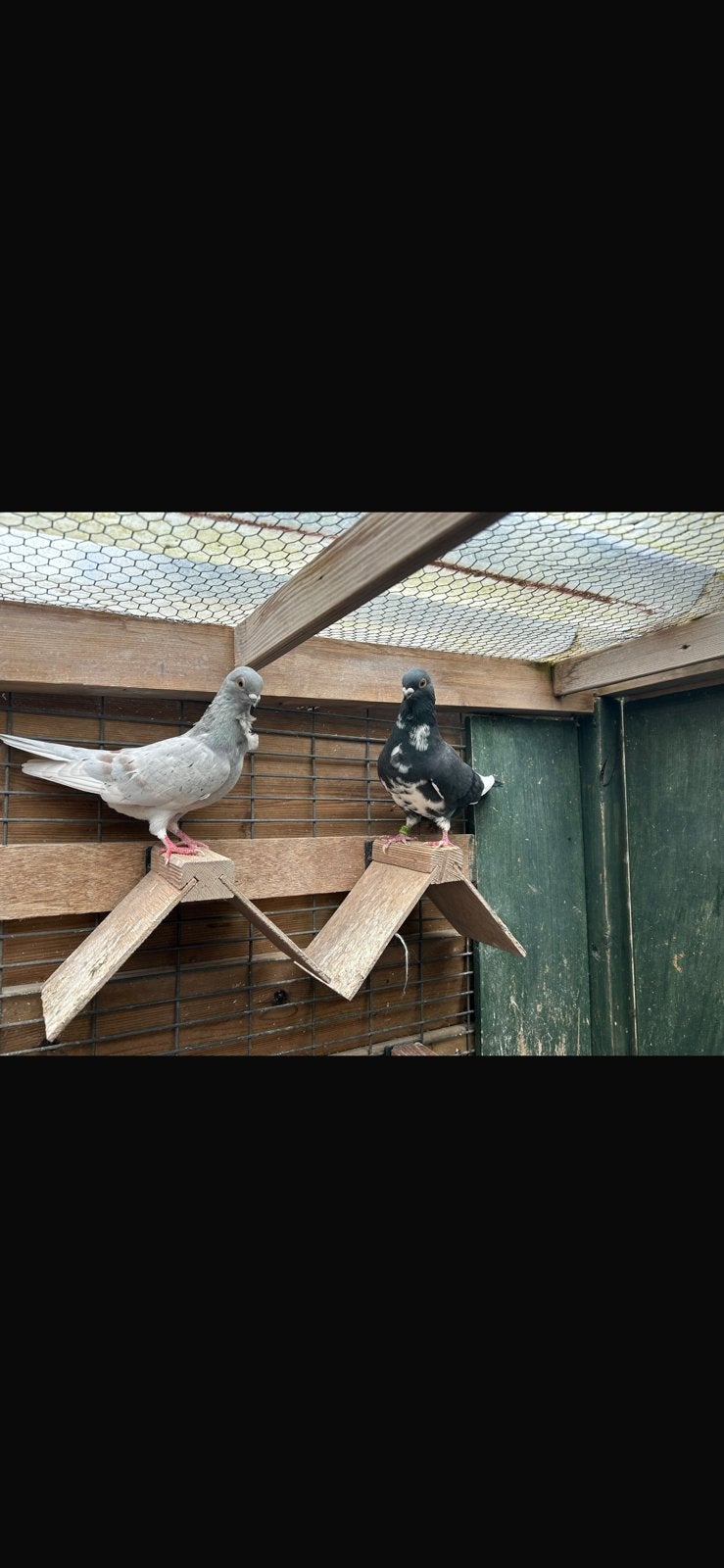 Figurita duiven, Meerdere dieren, Overige soorten