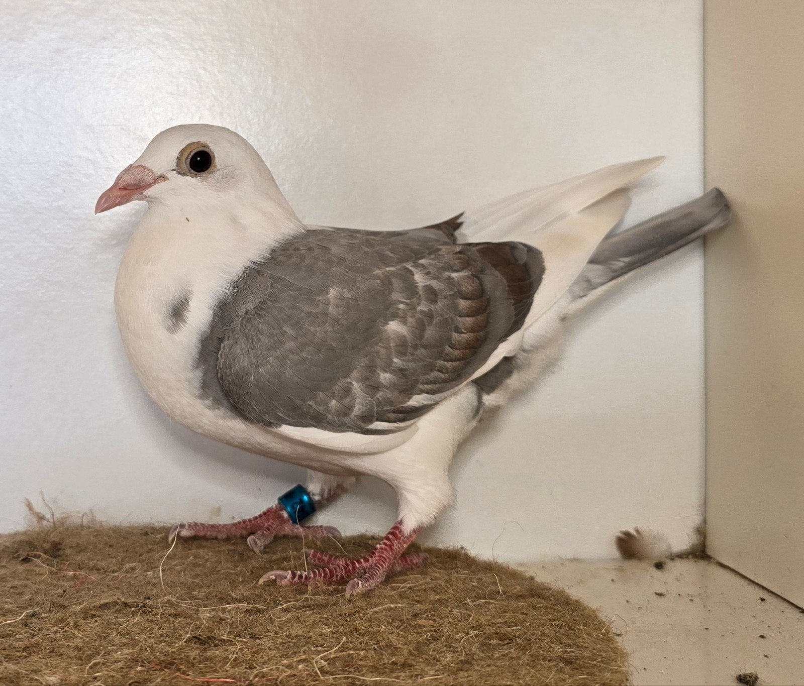 Kleurpostduiven postduiven duiven, Dieren en Toebehoren, Vogels | Duiven, Meerdere dieren, Postduif