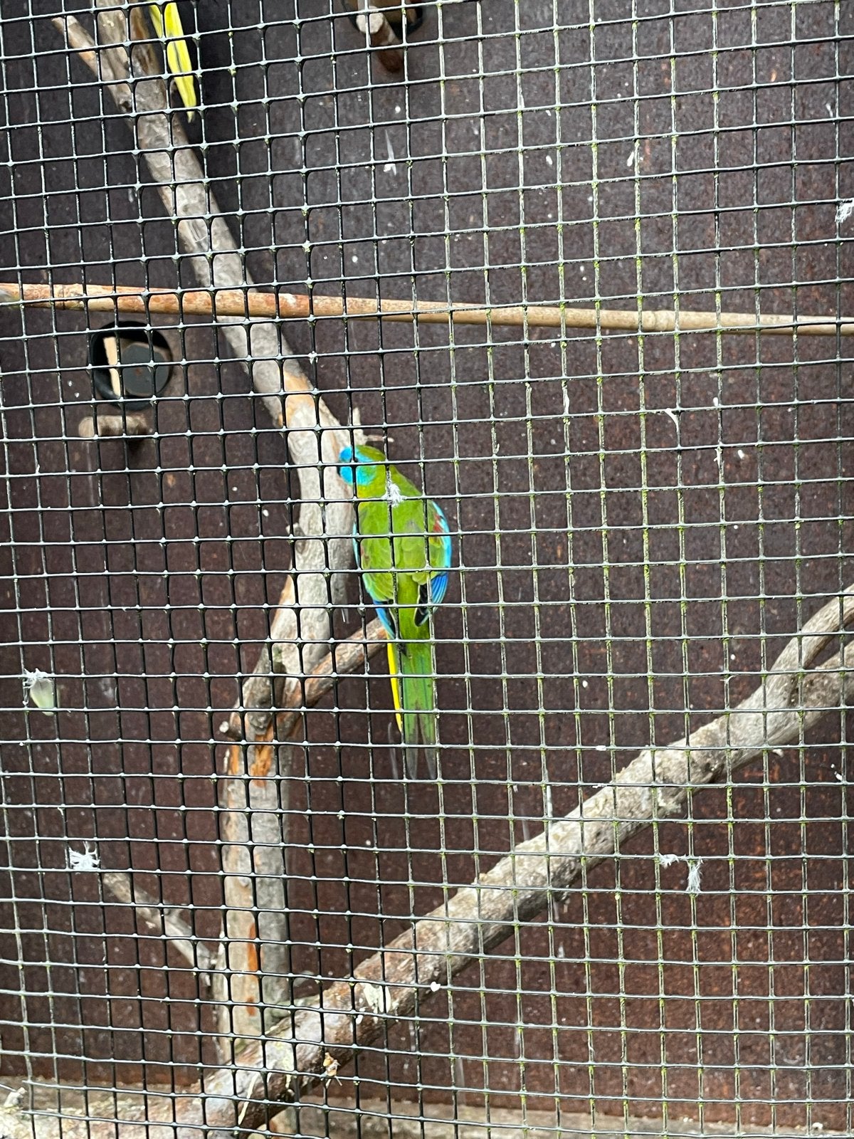 Koppel turquisines te koop, Meerdere dieren, Parkiet