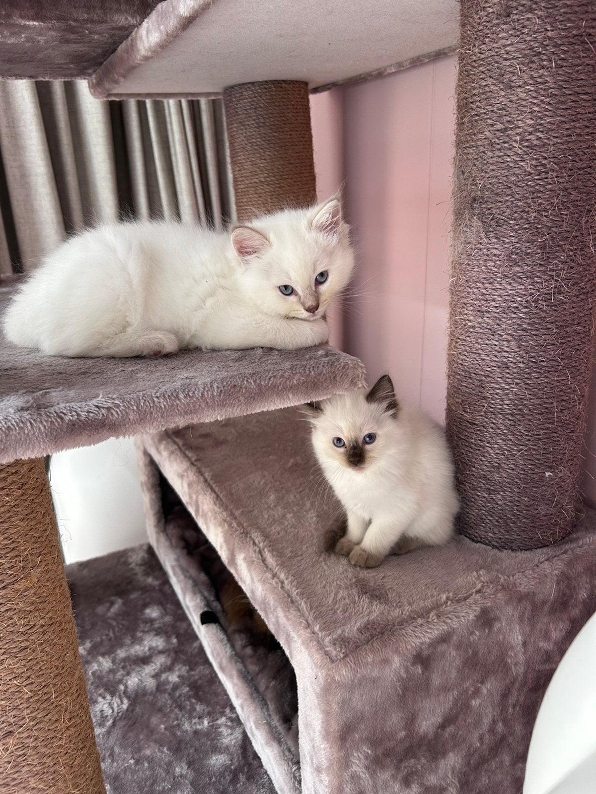 ragdoll kittens met stamboom, Meerdere dieren, Gechipt