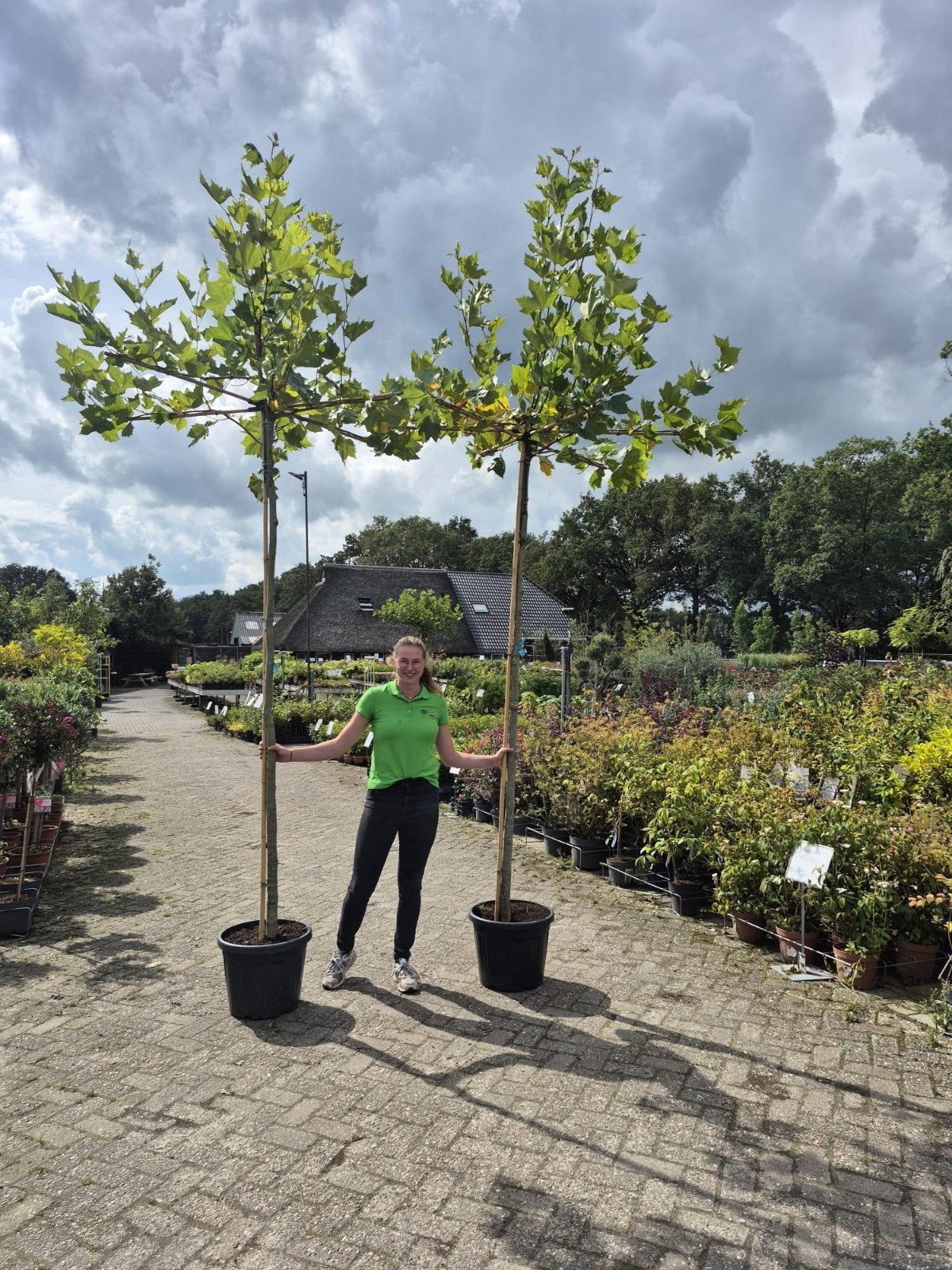 Dakplataan 240 cm stamhoogte - Ideaal voor schaduw, Tuin en Terras, Bloeit niet, 100 tot 250 cm, Dakboom, Ophalen