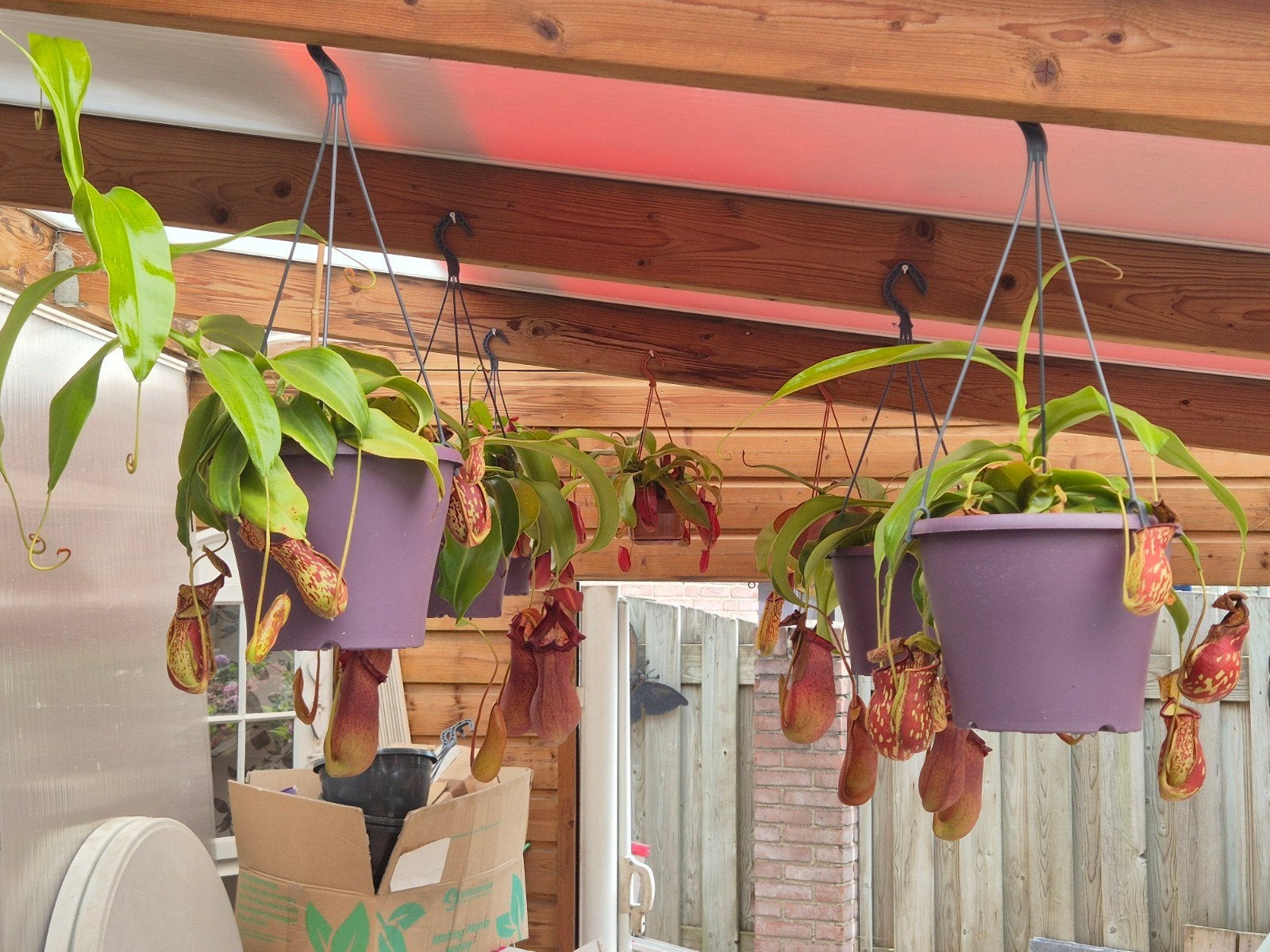Set vleesetende planten - Nepenthes (Bekerplant), Tuin en Terras, Vaste plant, Bloeit niet, Halfschaduw, Ophalen