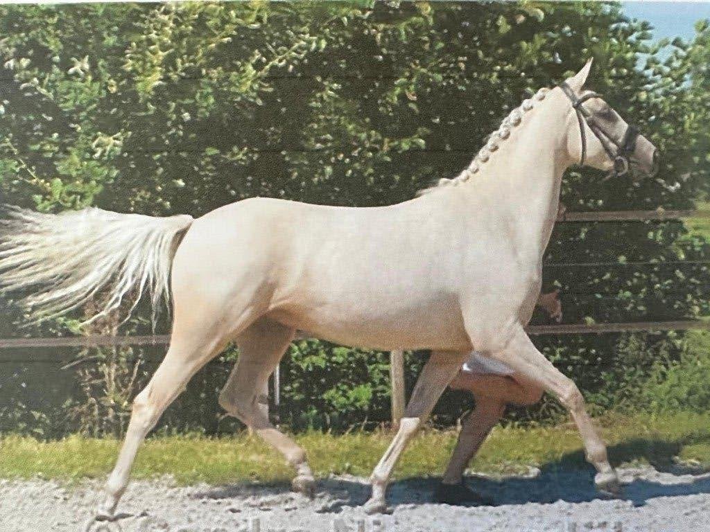 Palomino Ster merrie v. Le Matsjo, Merrie, Met stamboom, B, Dressuurpony