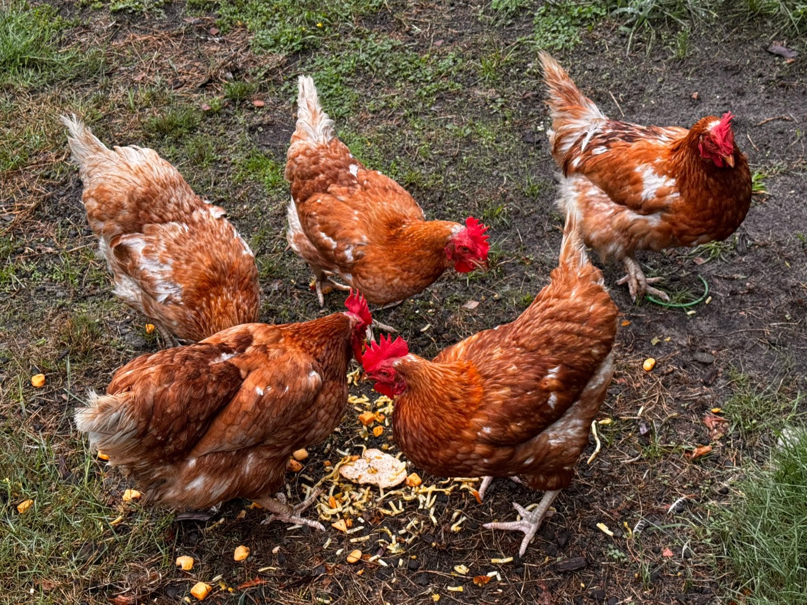 Scharrelkippen, Dieren en Toebehoren, Pluimvee, Vrouwelijk, Kip