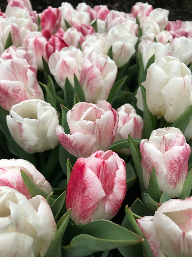 Keukenhof kaart, Drie personen of meer, Ticket of Toegangskaart