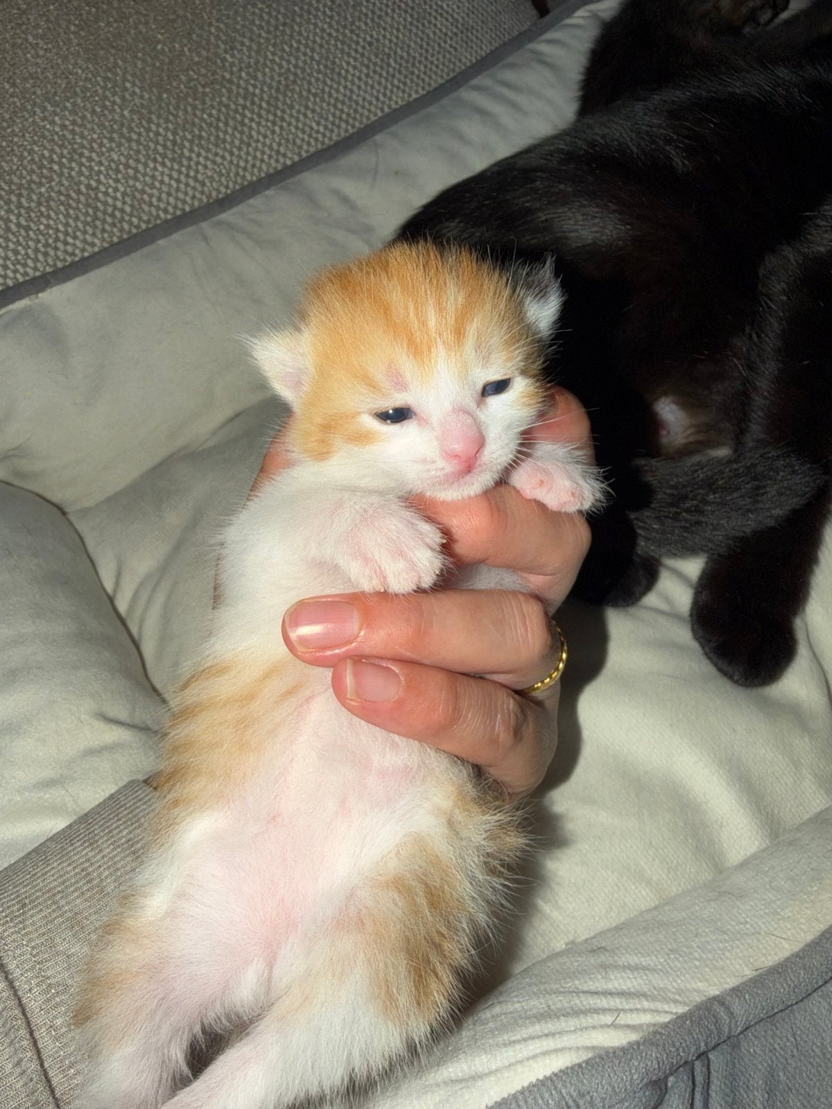 Kitten roodharig, Poes, Kortharig, 0 tot 2 jaar