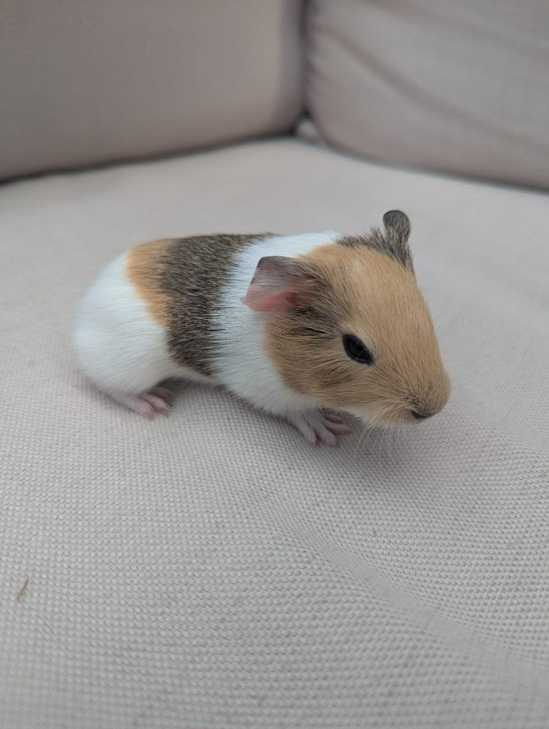 Cavia baby beertje 4, Dieren en Toebehoren, Knaagdieren, Mannelijk, Cavia, Juni, Tam