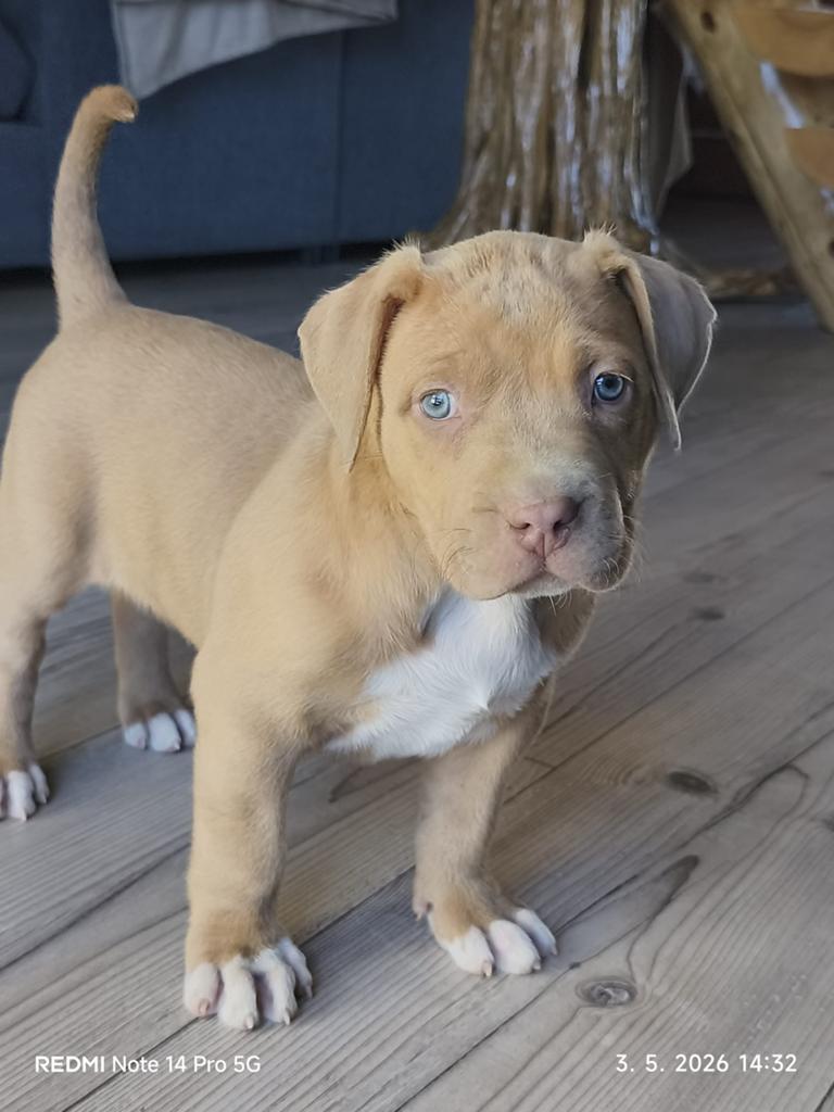 American Bully XL pups, België, Particulier, 15 weken tot 1 jaar, Parvo