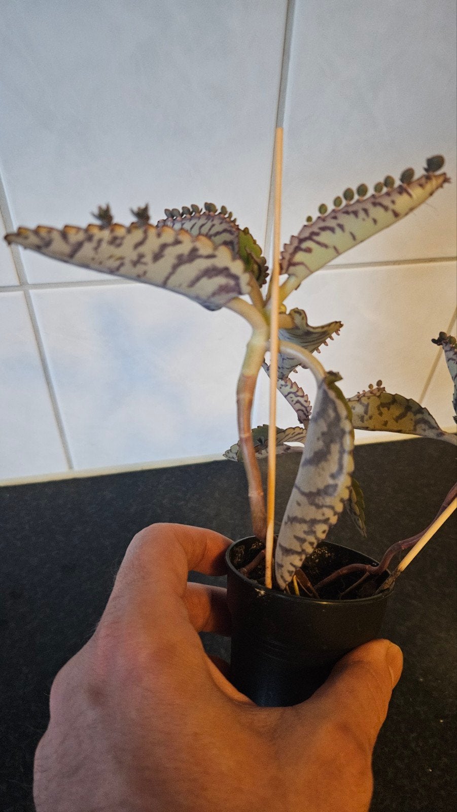 Kalanchoë daigremontiana (Moeder van Duizenden), Huis en Inrichting, Kamerplanten, Vetplant, Ophalen of Verzenden, In pot, Minder dan 100 cm