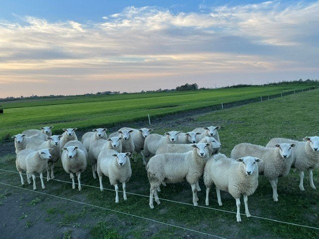 koppel ooilammeren 19 stk, Dieren en Toebehoren, Vrouwelijk, Schaap, 0 tot 2 jaar