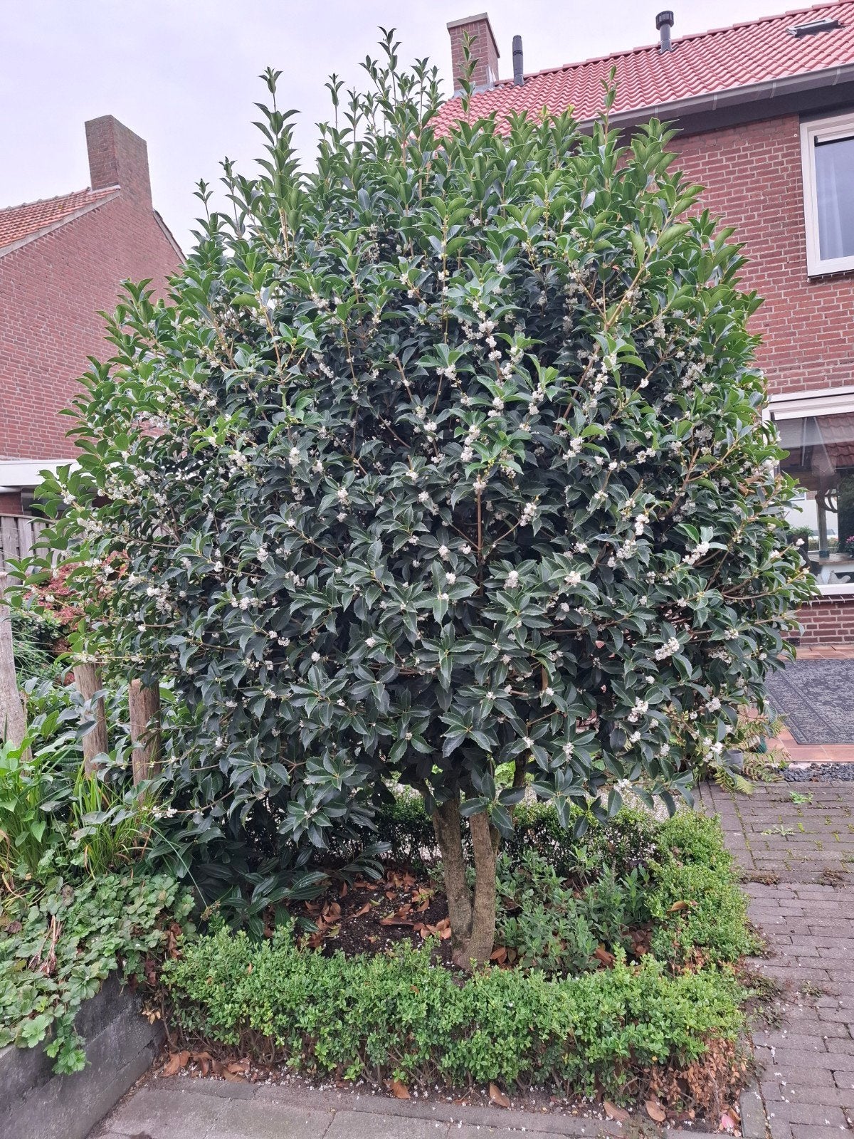 Groenblijvende Osmanthus/Schijnhulst boom met witte bloemen, Tuin en Terras, Overige soorten, Lente, 250 tot 400 cm, Ophalen