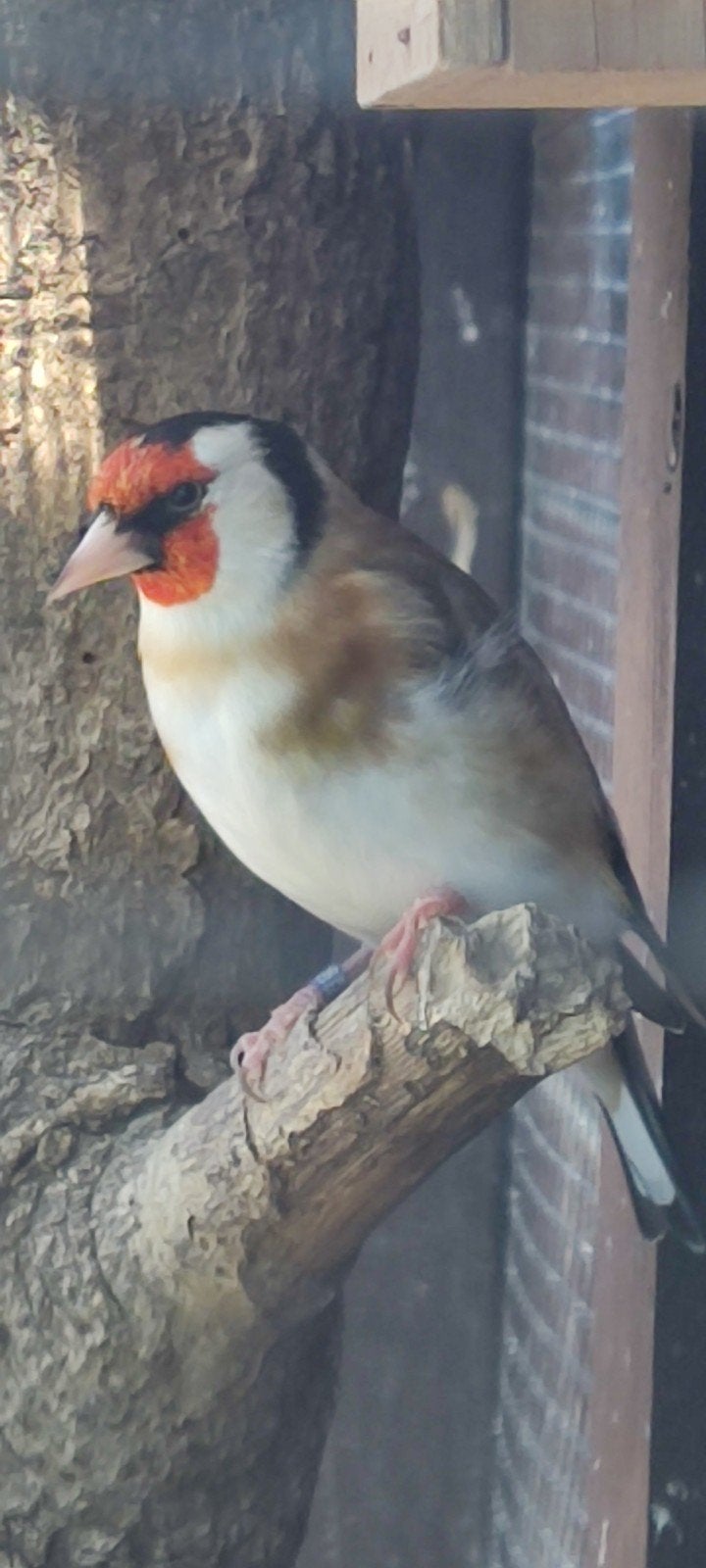 1-0 Putter, Dieren en Toebehoren, Mannelijk, Wildzangvogel, Geringd