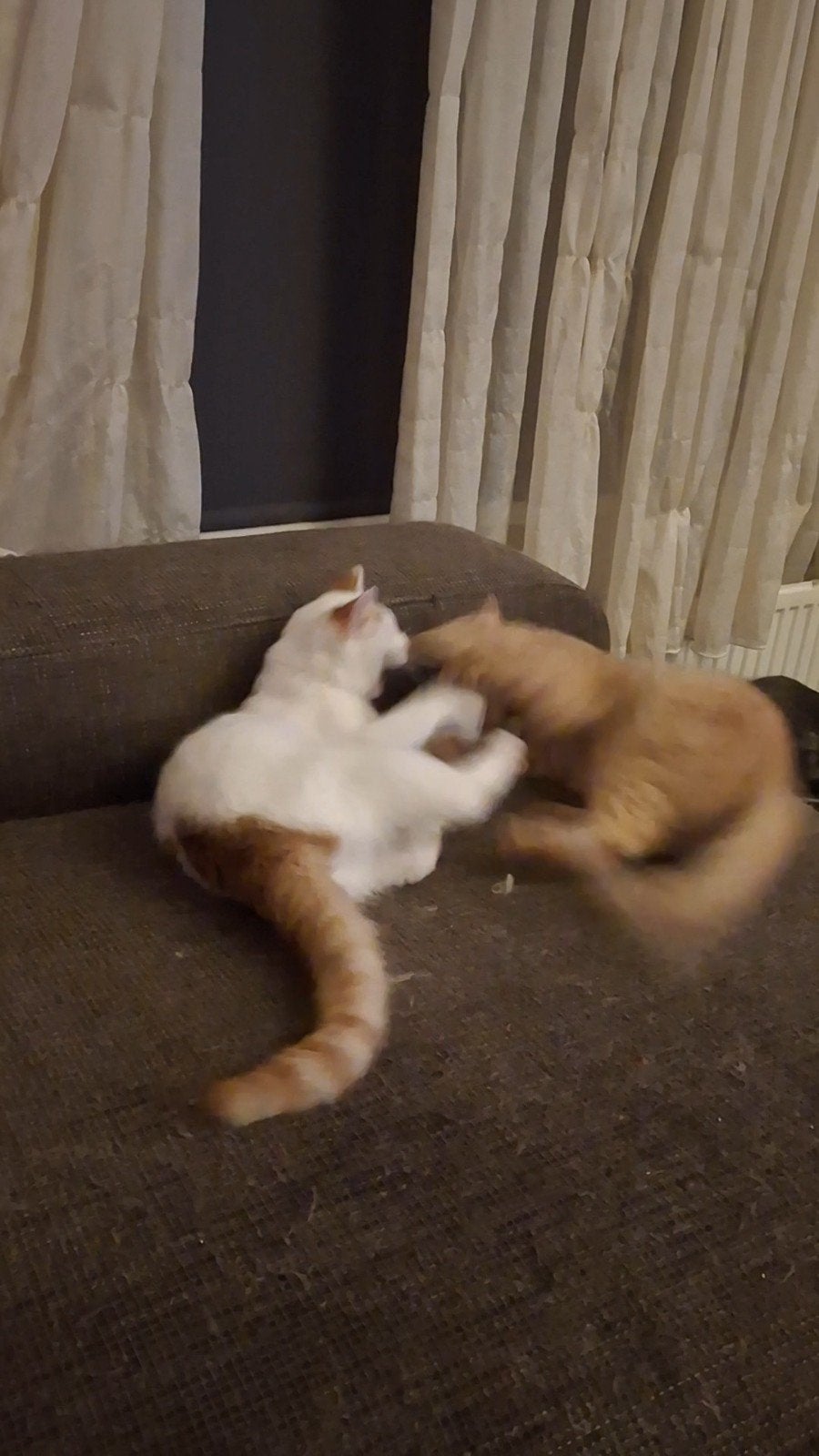 Twee poezen,  rood en roodwit. Mijn vrouw had ze vorig jaar, Poes