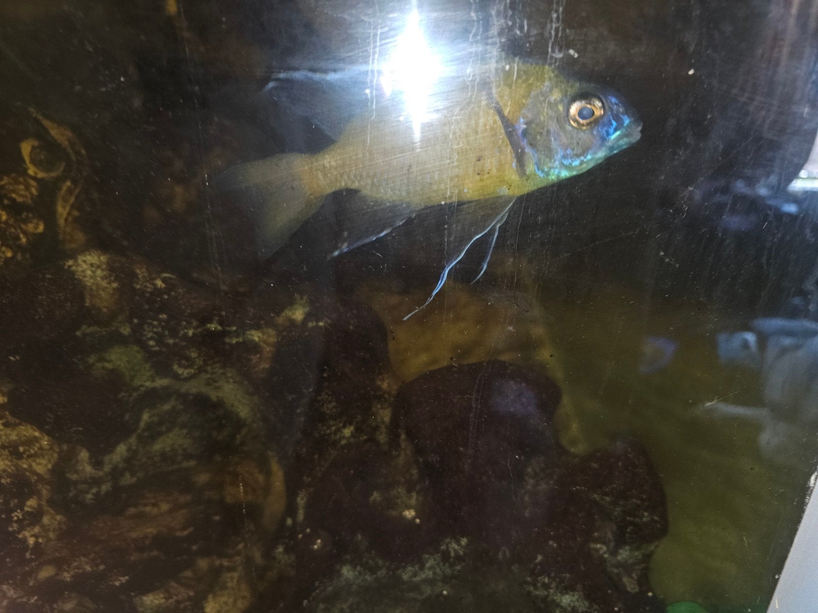 aquarium 1605560. lengte breedte hoogte, Dieren en Toebehoren