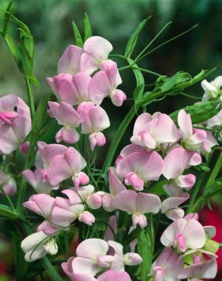 Zaden Lathyrus latifolius Pink Pearl, Verzenden, Volle zon