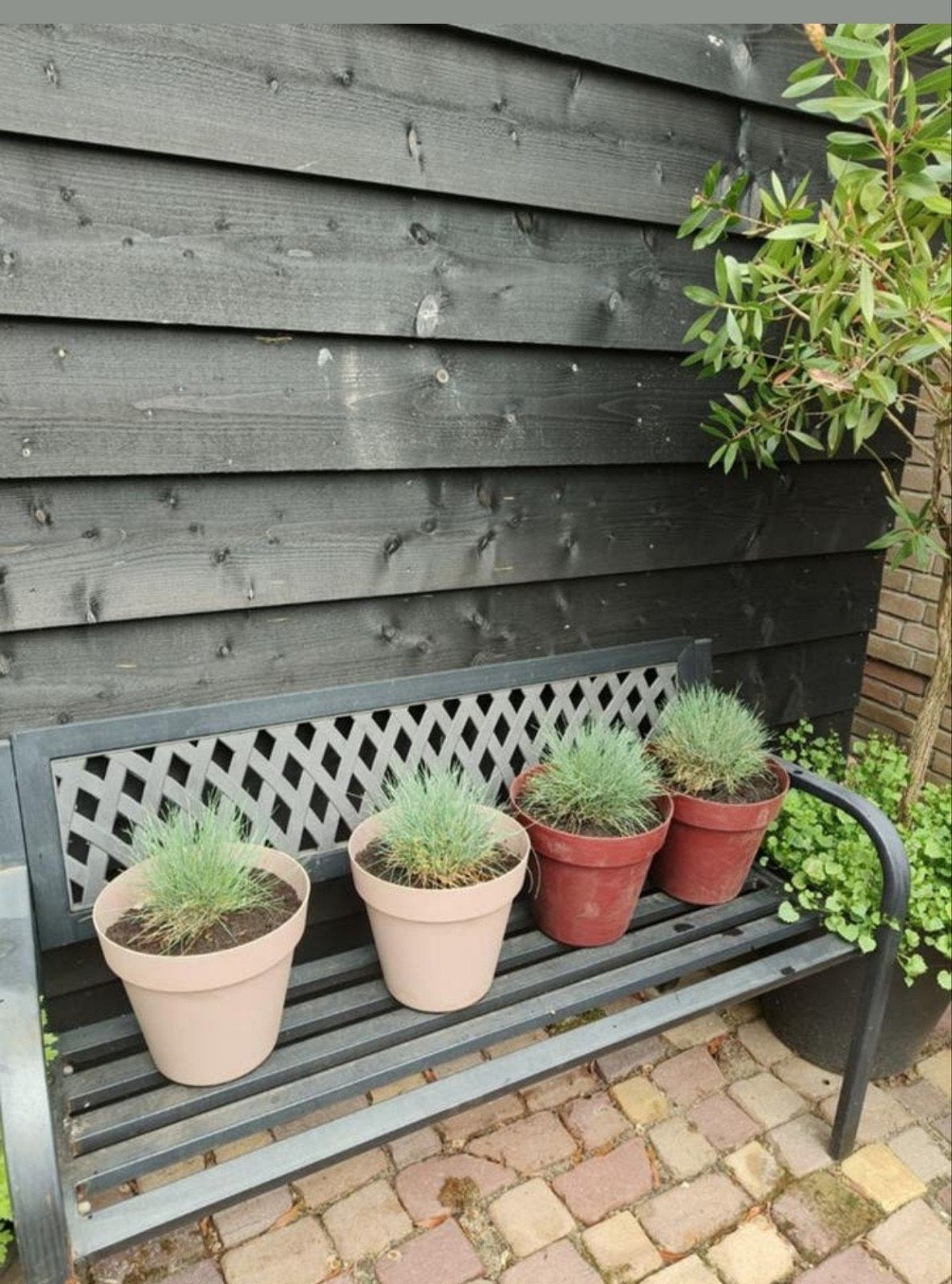 4 potten met blauwe schapengras bollen €2,5 ps, Ophalen, Volle zon, Vaste plant, Siergrassen