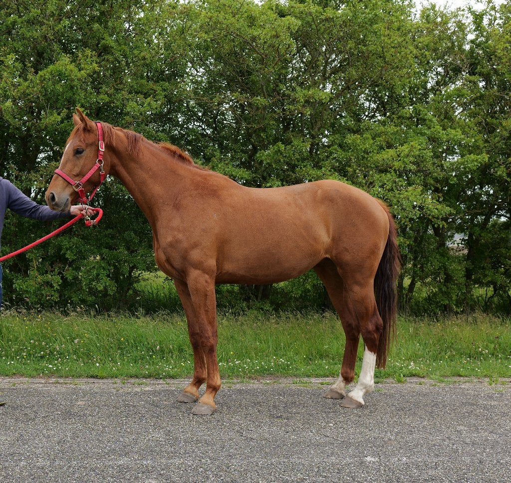 3-jarige KWPN-merrie (Kjento x Apache), Merrie, Met stamboom, Dressuurpaard, 3 tot 6 jaar